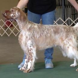 English Setters from Trailstarsetters