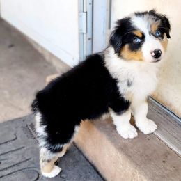 Australian Shepherd and Miniature Australian Shepherd Puppies from Wiggle Creek Aussies