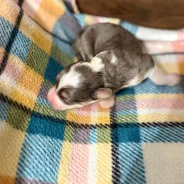 Aspen - Blue merle female Bernedoodle puppy in Warrensburg, Missouri from Dreamer Ridge Puppies