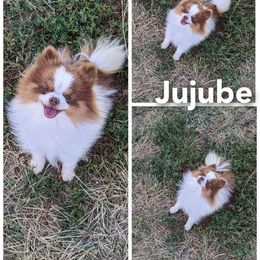 Jujube - Pomeranian