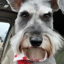 Bailey - Miniature Schnauzer