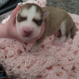 Boy 1 - Sable and white Siberian Husky puppy in League City, Texas from Snow Dogs of League City