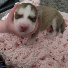 Boy 1 - Sable and white Siberian Husky puppy in League City, Texas from Snow Dogs of League City
