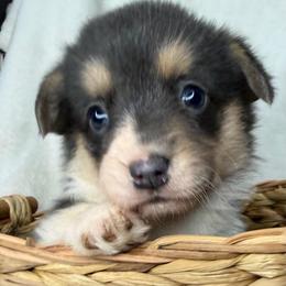 Martha - Gray and white female American Corgi puppy in Grants Pass, Oregon from KnR Antler Dogs