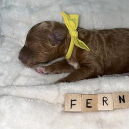 Poodle Puppies from Blessed Acres Miniature Poodles