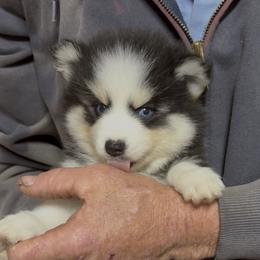 Inferno - Black and white male Pomsky puppy in Spring Hill, Florida from PDQ Pomskies