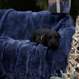 Gingerbread - Black female Cockapoo puppy in Deming, Washington from Heavenly Puppies to Love