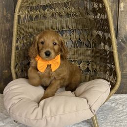 Ms. Orange - Red  female Goldendoodle puppy in Blue Springs, Missouri from Farmstead 51
