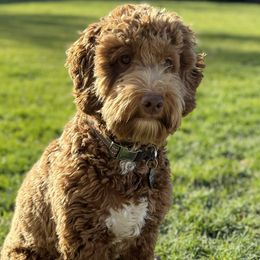 Dublin - Australian Labradoodle