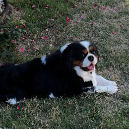 Cavalier King Charles Spaniel puppies from Gulf Coast Cavaliers