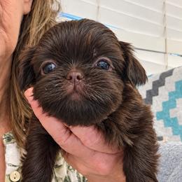 Berkley - Chocolate female Shih Tzu puppy in Tallahassee, Florida from Bows and Bow Ties