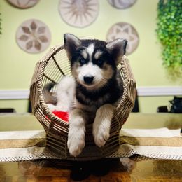 Maltese and Siberian Husky Puppies from Nyx’s Pack