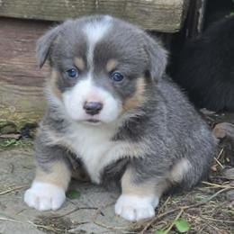Pembroke Welsh Corgi Puppies from Lindsey's Pembroke Welsh Corgis