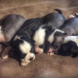 Chihuahua and Chinese Crested Puppies from Western Kentucky Chihuahua’s and Chinese Crested’s