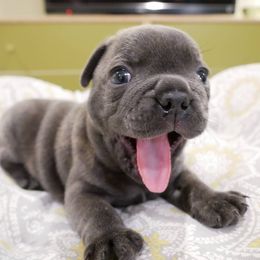 French Bulldog Puppies from French Pup