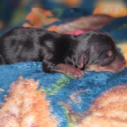 Neptune - Black and gold male Yorkshire Terrier puppy in Lakeland, Florida from You Me & The Yorkies