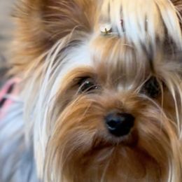 Yorkshire Terriers from Desert Star Yorkshire Terriers LLC