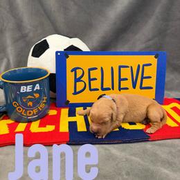 Jane - Golden female Golden Retriever puppy in Salt Lake City, Utah from Soaring golden retrievers