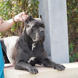 Kiara - Cane Corso