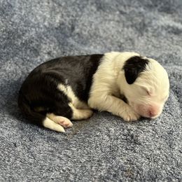 Girl 1 - Old English Sheepdog puppy in Orange County, California from Pacific Blue Sheepdogs