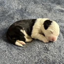 Girl 1 - Old English Sheepdog puppy in Orange County, California from Pacific Blue Sheepdogs