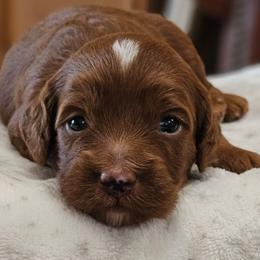 Sven - Red male Cavapoo puppy in Glendale, Arizona from Cool Cavapoos