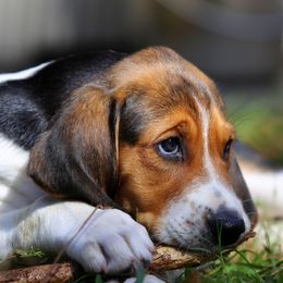 American Foxhound and American Staffordshire Terrier Puppies from Whitlow Kennel