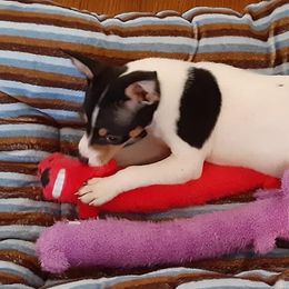 Rat Terriers from Crestwood