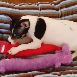 Rat Terriers from Crestwood