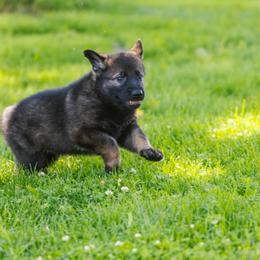 German Shepherd Puppies from Faoladh German Shepherds