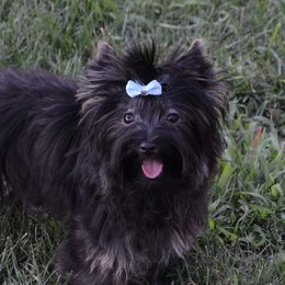 Mariah - Yorkshire Terrier