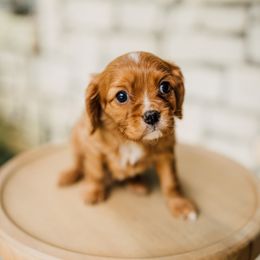 Cavalier King Charles Spaniel Puppies from Cavi Cutie Collective
