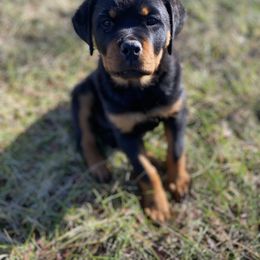 Border Collie and Rottweiler Puppies from KJB Kennels