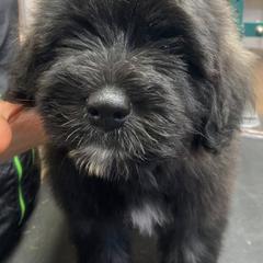 Bouvier des Flandres from Cassiopeia Bouviers