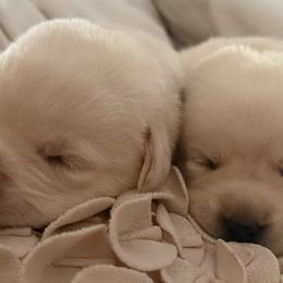 Labrador Retrievers from Loving Puppy House