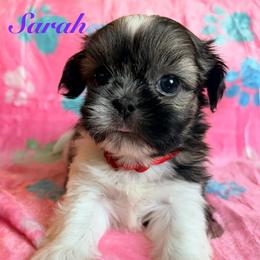 Sarah - Black gold and white female Shih Tzu puppy in Hemet, California from Aloha Shih Tzu