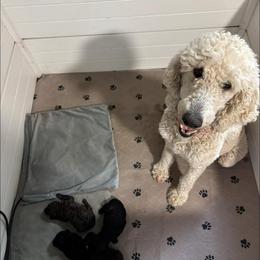 Lady Snow - Cream female Poodle puppy in Picayune, Mississippi from JEN's Poodles