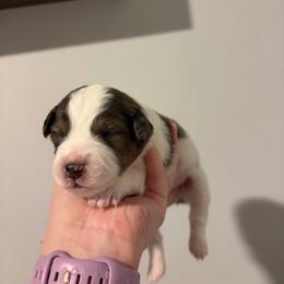Alpha - Blue merle male Miniature Australian Shepherd puppy in Weatherford, Texas from F & T Aussies