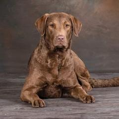 Ash - Chesapeake Bay Retriever
