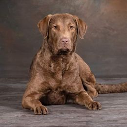 Ash - Chesapeake Bay Retriever