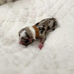 Olympus - Red merle male Toy Australian Shepherd puppy in Inola, Oklahoma from Blue Stem Companions