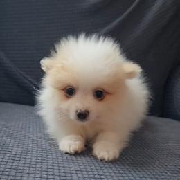 Wicket - Cream parti male Pomeranian puppy in Newport News, Virginia from Itty Bitty Poms