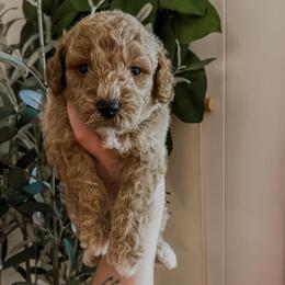 Dallas (Our Lone Star State litter) - Red  male Goldendoodle puppy in Hopkins County, Texas from Boutique Doodles