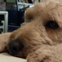 Goldendoodles from Doodles Divine