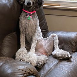 Poodle All Grown Up from Birch Creek Standard Poodles