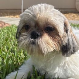 Heather - Shih Tzu