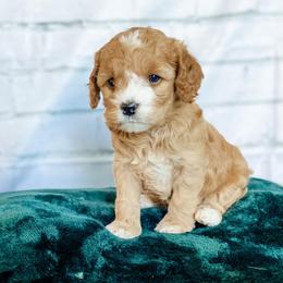 Cockapoo Puppies from Windy Ridge Cockapoos
