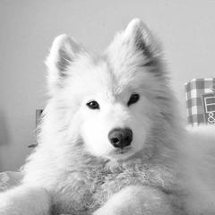 Samoyed Puppies from Lakehill Samoyeds