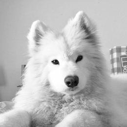 Samoyed Puppies from Lakehill Samoyeds