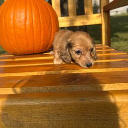 Asher - Cream male Dachshund puppy in Dawson, Alabama from Bells Dashing Dachshunds
